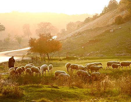 shepherd-and-sheep-on-the-hillside-450x350